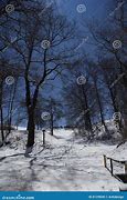 Image result for Moonlight Trees