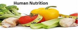 Image result for Human Nutrition Assignment Help