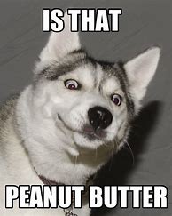Image result for Funny Husky Memes Tells Joke