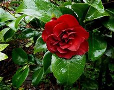 Image result for pictures of a red camellia that blooms from november until march