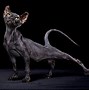Image result for Black Cat Pet