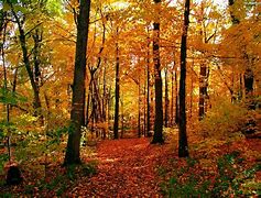 Obraz znaleziony dla: las jesienią obrazki