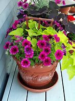 Image result for Potted Plants with Flowers