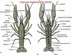 Image result for Lobster Diagram Appearance Simple