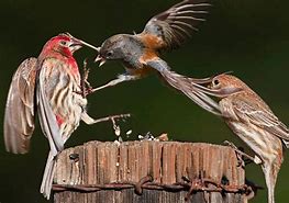 Image result for pictures of several species of birds at bird bath fighting