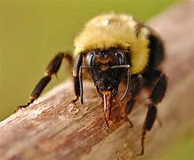 Image result for Honey Bee Mouth