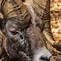 Image result for What Is a Ram Animal