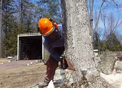 Image result for Open Face Notch Tree Felling