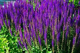Image result for Purple Perennial Flowers That Bloom All Summer