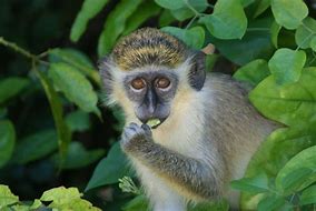 Image result for African Green Monkey
