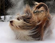 Image result for Funny Animals in Snow