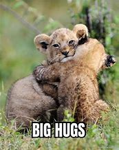 Image result for Cute Animal Meme Hug