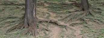 Image result for Cutting Tree Roots Above Ground