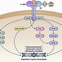 Image result for Asthma Pathway