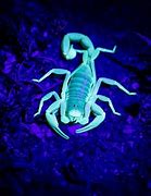 Image result for Glow in the Dark Scorpions