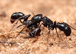 Image result for Ant Supercolony