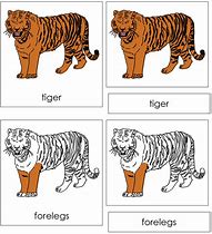 Image result for Labeled Tiger