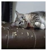 Image result for Cat Scratches On Leather Furniture