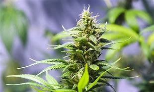 Image result for California Medical Marijuana