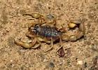 Image result for Cool Real Scorpion