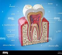 Image result for Anatomie Dent