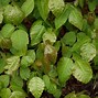 Image result for Identifying Poison Ivy Oak and Sumac