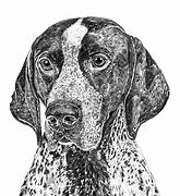 Image result for English Pointer Drawing