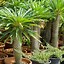 Image result for Madagascar Palm Tree