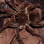 Image result for Brazilian Goliath Tarantula vs Camel Spider
