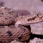 Image result for Desert Rattlesnake