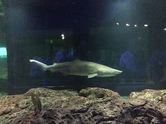Image result for Baltimore Aquarium Sharks
