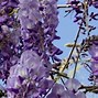 Image result for Hanging Purple Flowers Wisteria