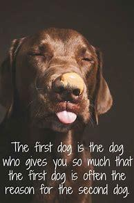 Image result for Beautiful Quotes About Dogs