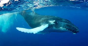 Image result for Humpback Whale Underwater