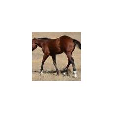 2016 Bay Stallion for sale :: AQHA Quarter Horses foals for sale AQHA