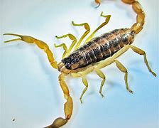 Image result for Types of Scorpions in Texas