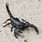 Image result for Black Scorpion Insect