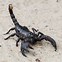 Image result for All About Scorpions