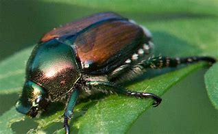 Image result for Beetle