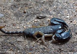Image result for Burrowing Scorpion
