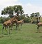 Image result for Werribee Zoo