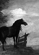 Image result for Horse Wallpaper for Kindle