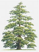 Image result for Cedar Tree Illustration
