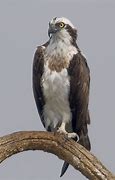 Image result for osprey