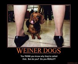 Image result for Weiner Dog Jokes