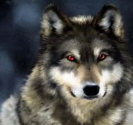 Image result for Cool Real Wolf