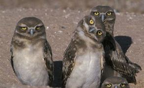 Image result for Burrowing owl