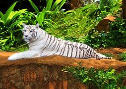 Image result for White Bengal Tiger Pics
