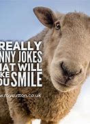 Image result for Funny Jokes and Sayings