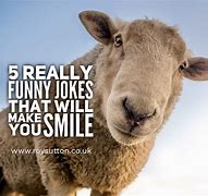 Image result for Hilarious Humor